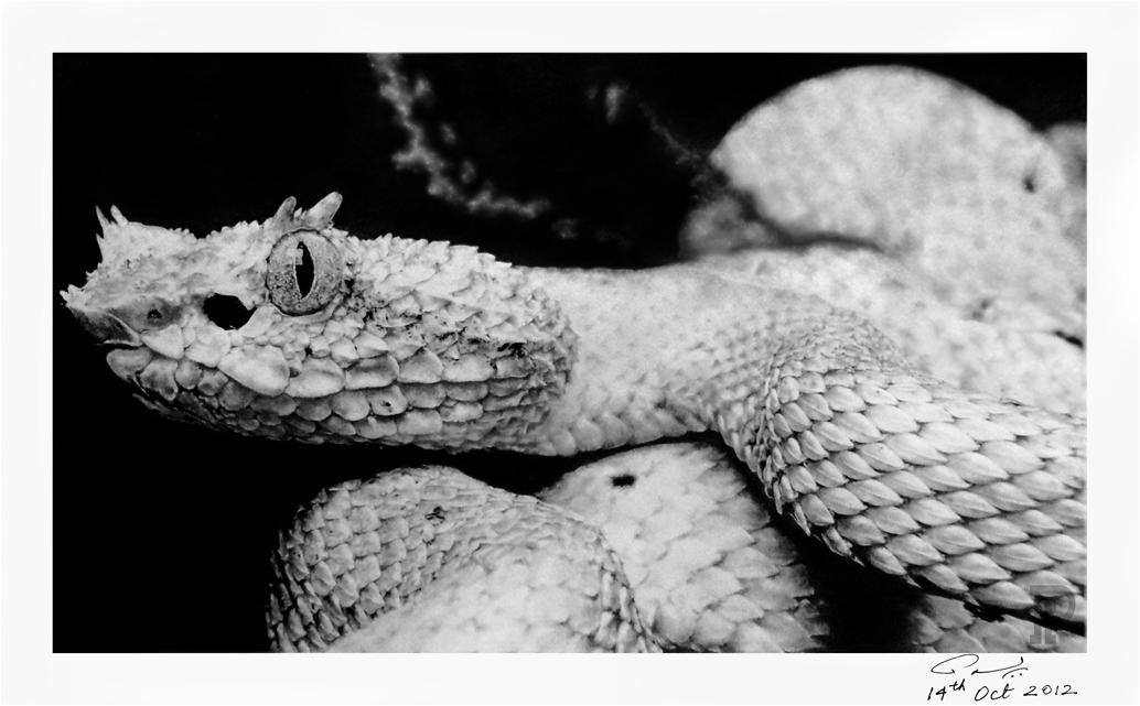 Eyelash Pit Viper ( Pencil Work )