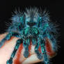 Avicularia versicolor III