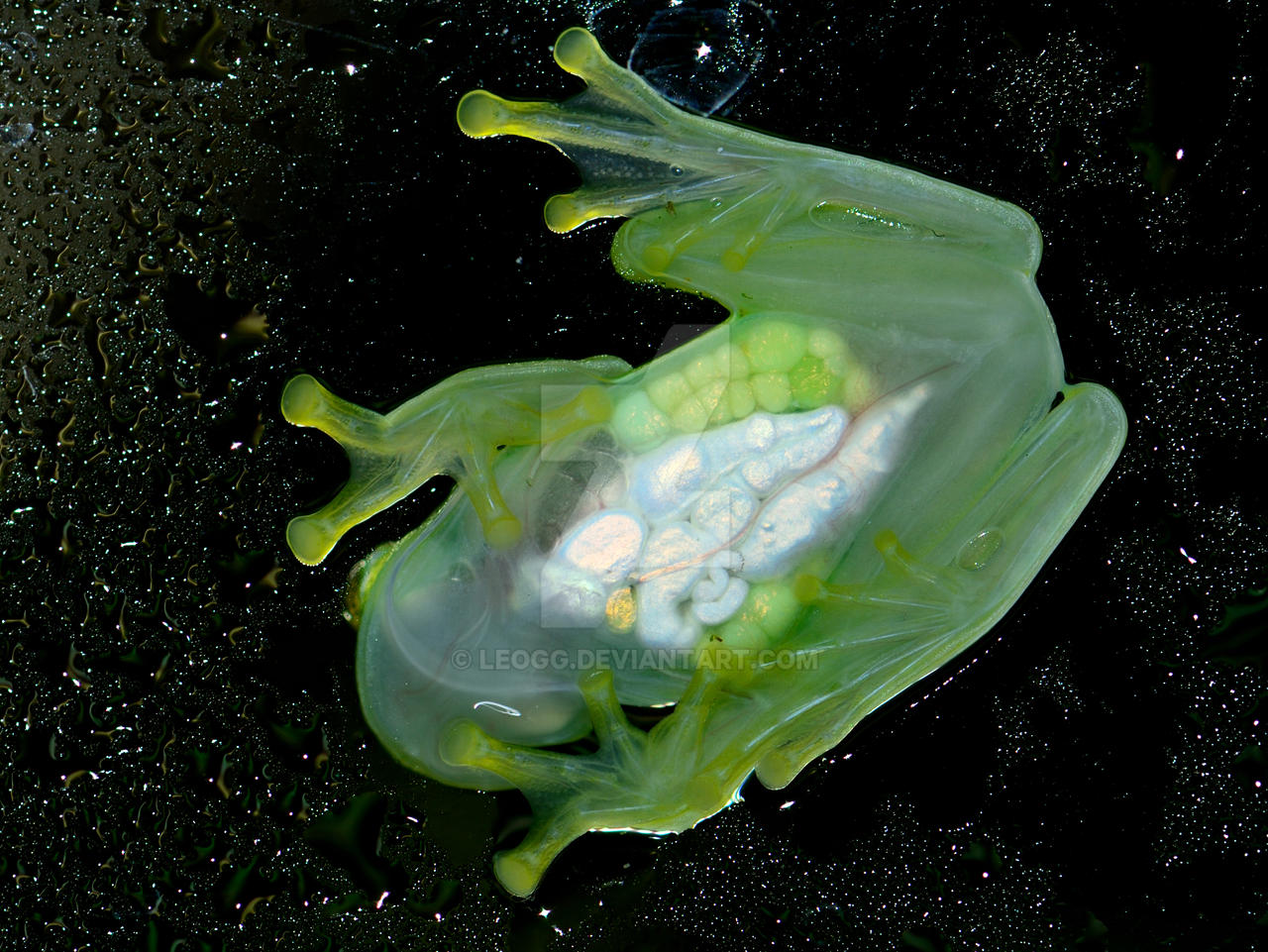 Glass frog