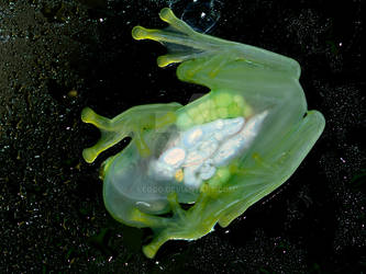 Glass frog by LeoGg