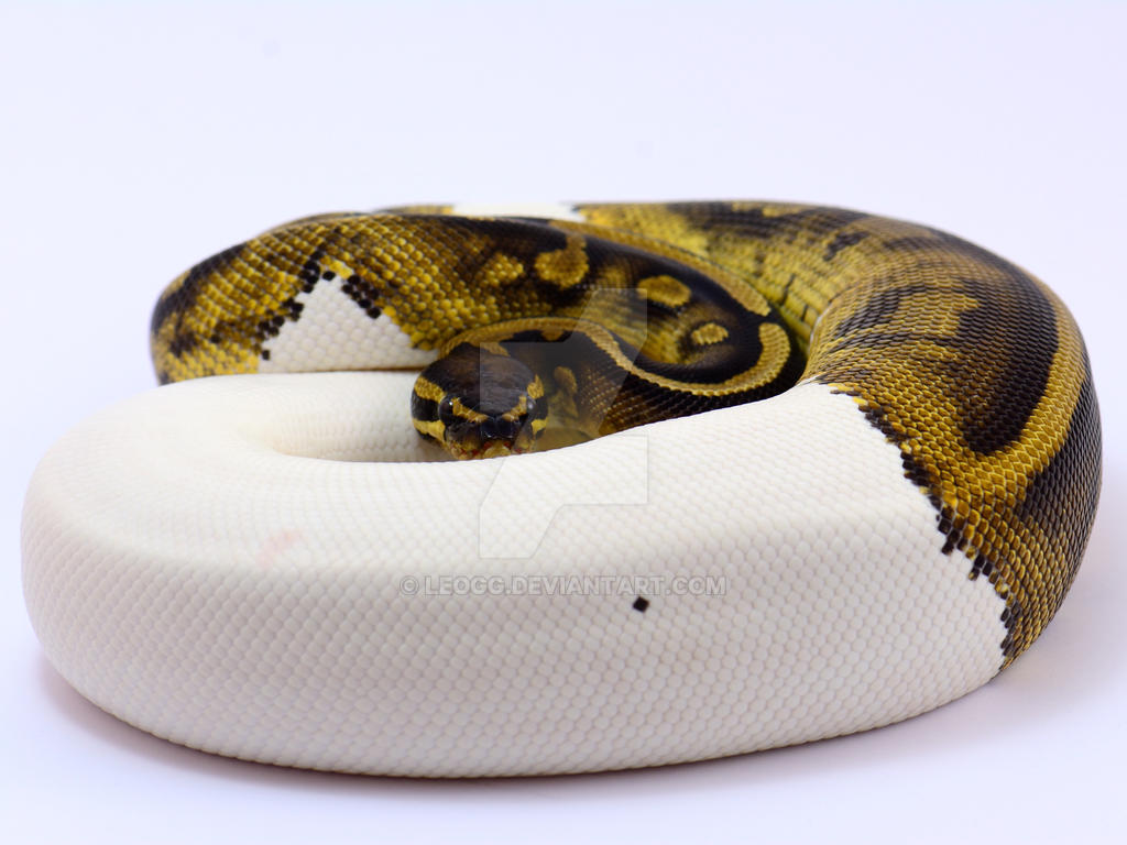 pied python by LeoGg on DeviantArt