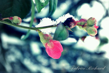 snow and flowers