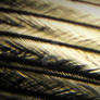 Microscopic Feather