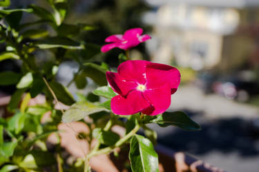 Vibrant flower