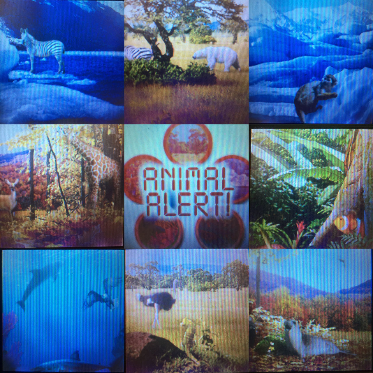 Animal Genius Animal Alert Collage by AlecBorden1014 on DeviantArt