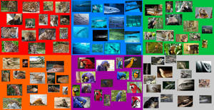 Six LOTHT Team Animal Collages in One
