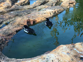 Stone Zoo 2021 Barrow's Goldeneyes