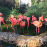 Stone Zoo 2021 Caribbean Flamingos B