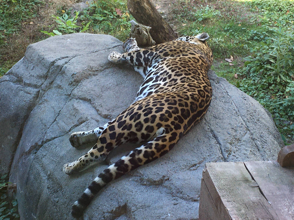 Jaguar  Stone Zoo