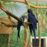 Stone Zoo 2023 Hyacinth Macaws B