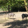 Roger Williams Park Zoo 2023 Zebras A