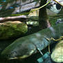 New England Aquarium 2022 Electric Eel