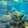 New England Aquarium 2022 Lookdown Fish