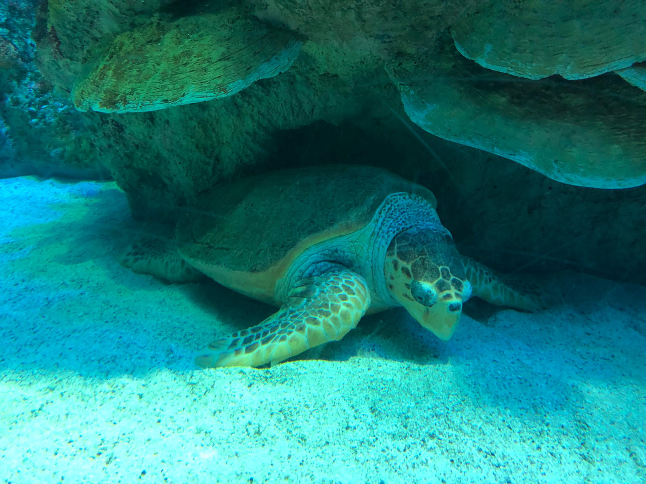 New England Aquarium 2022 Sea Turtle B by AlecBorden1014 on DeviantArt