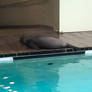 New England Aquarium 2022 Sea Lion