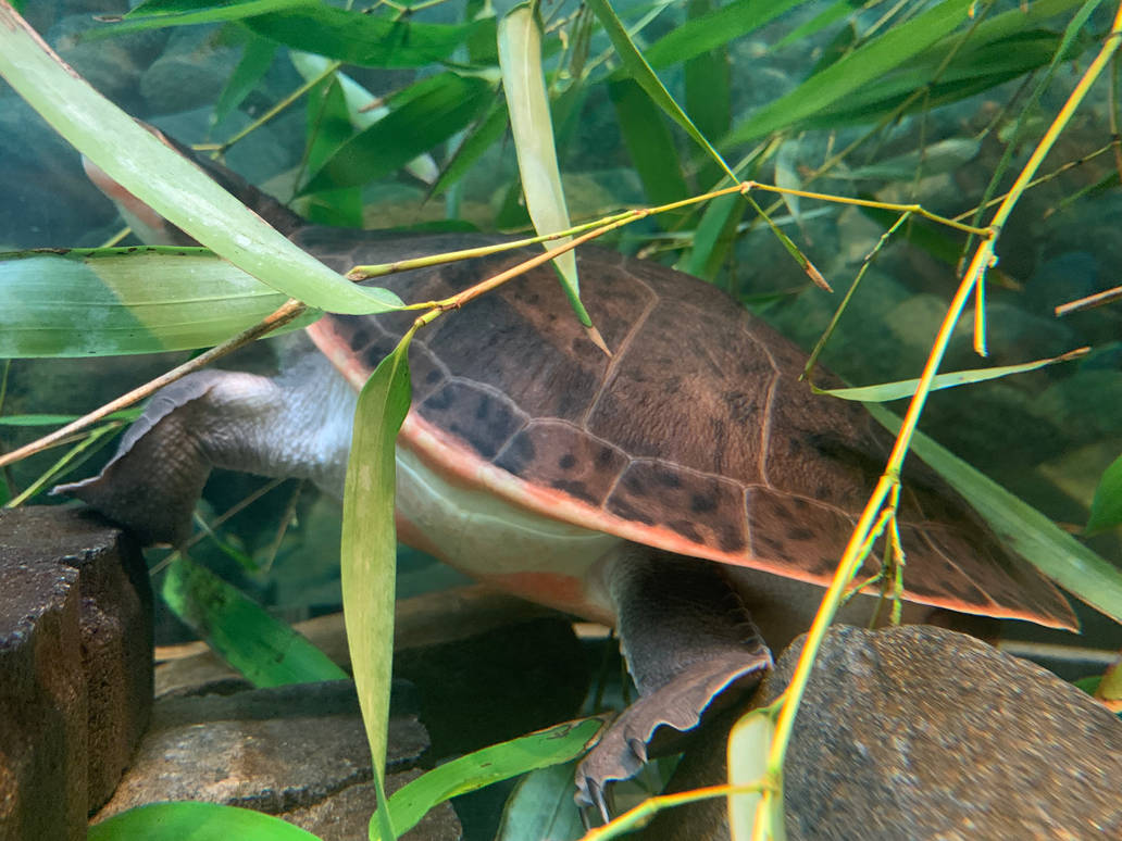 Southwick's Zoo April 2025 Snake-Necked Turtle by AlecBorden1014 on ...