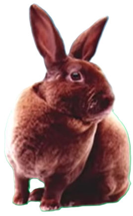 Elmo's World Quiz Rabbit by AlecBorden1014 on DeviantArt