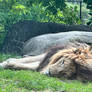 Franklin Park Zoo June 2026 African Lion C