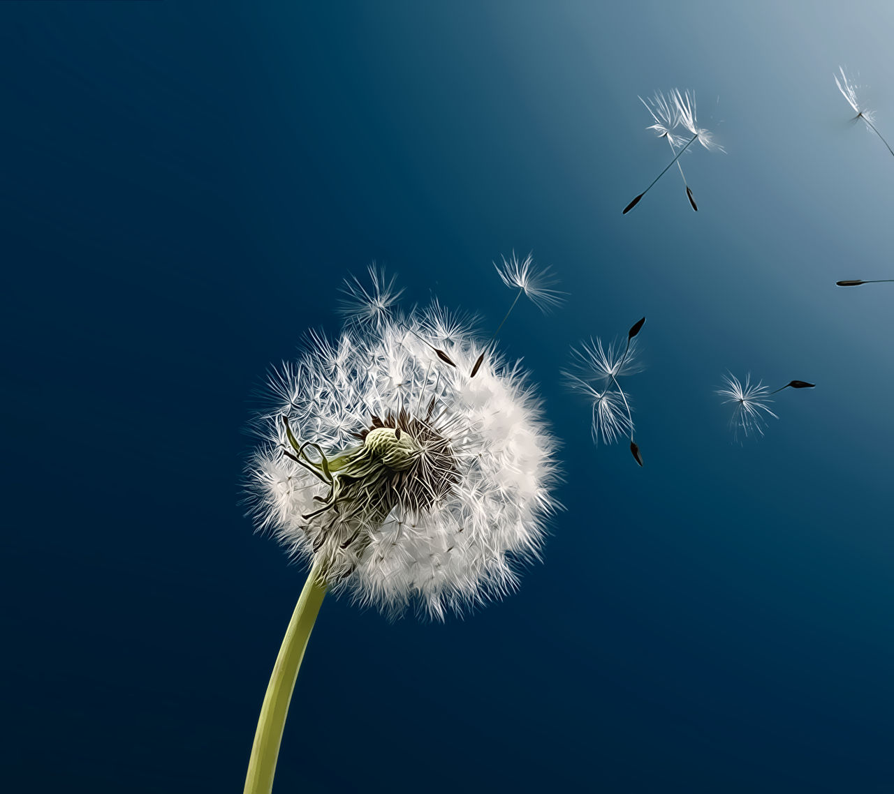 Dandelion HD by kingwicked on DeviantArt Dandelion HD by kingwicked on DeviantArt