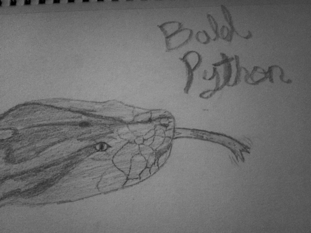 Correction: Ball Python (sketch) by EsarosaKenway on DeviantArt