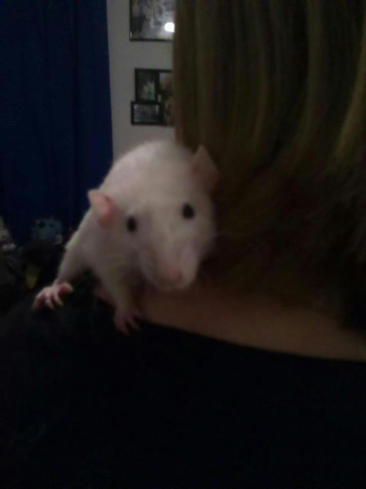 Joey the Rat by jessican35 on DeviantArt