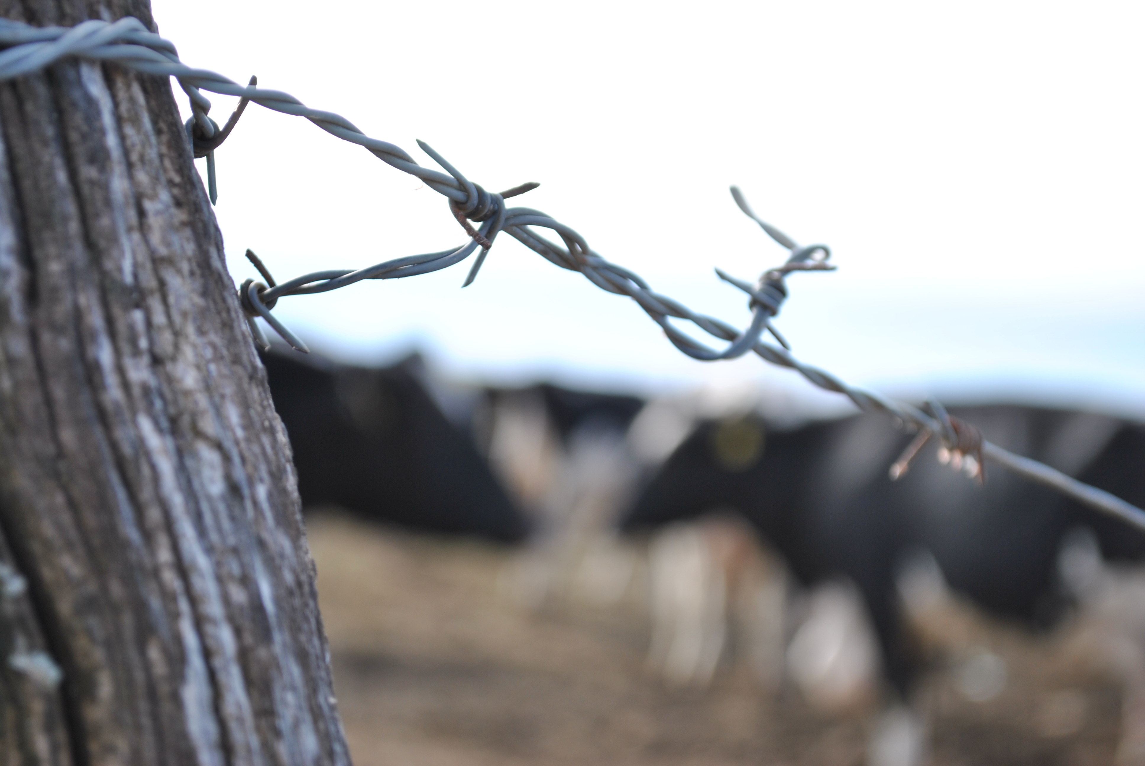 cow jail.