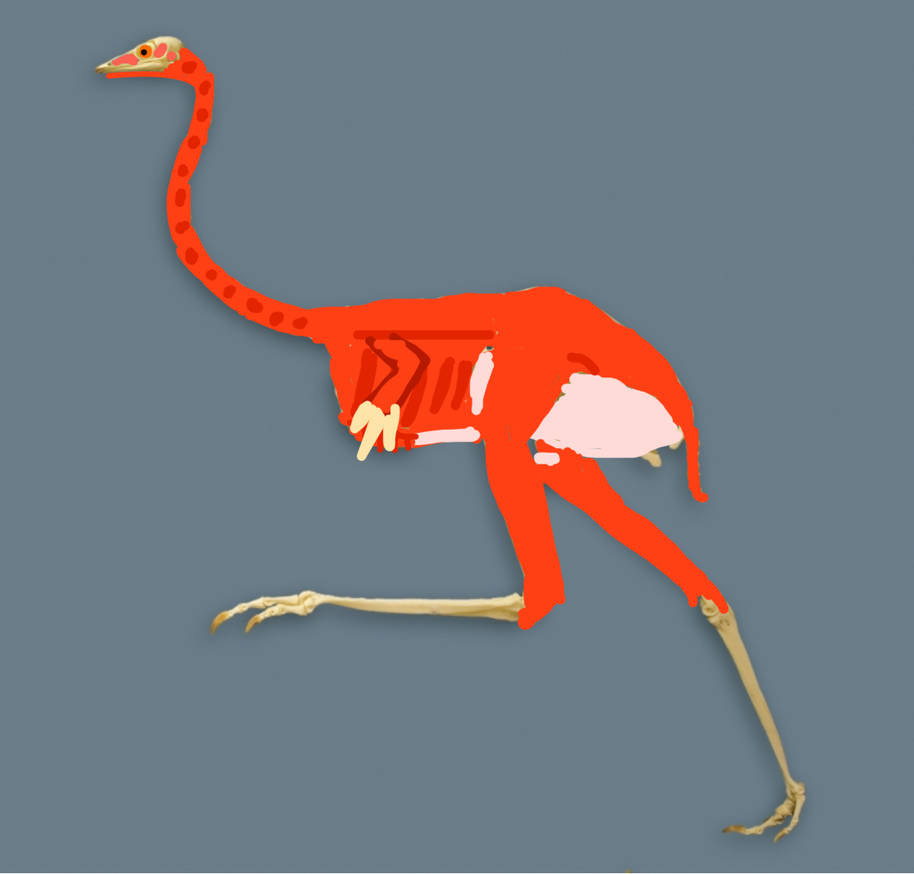 Muscular Emus The Anatomy And Physiology Of Emus – PCKL