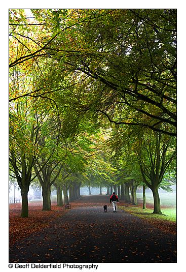 Misty Autumn Colours