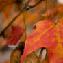 Fall Leafs 01