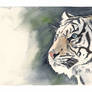 white tiger portrait