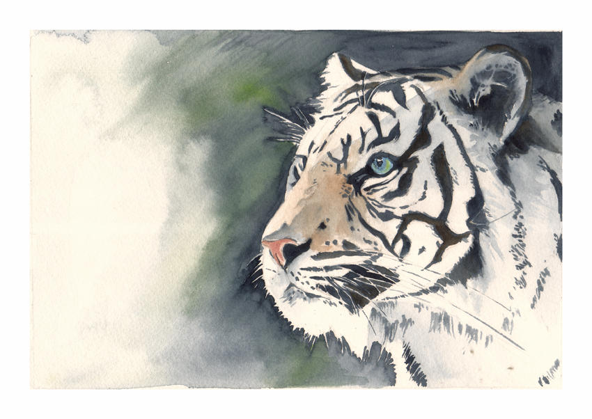 white tiger portrait