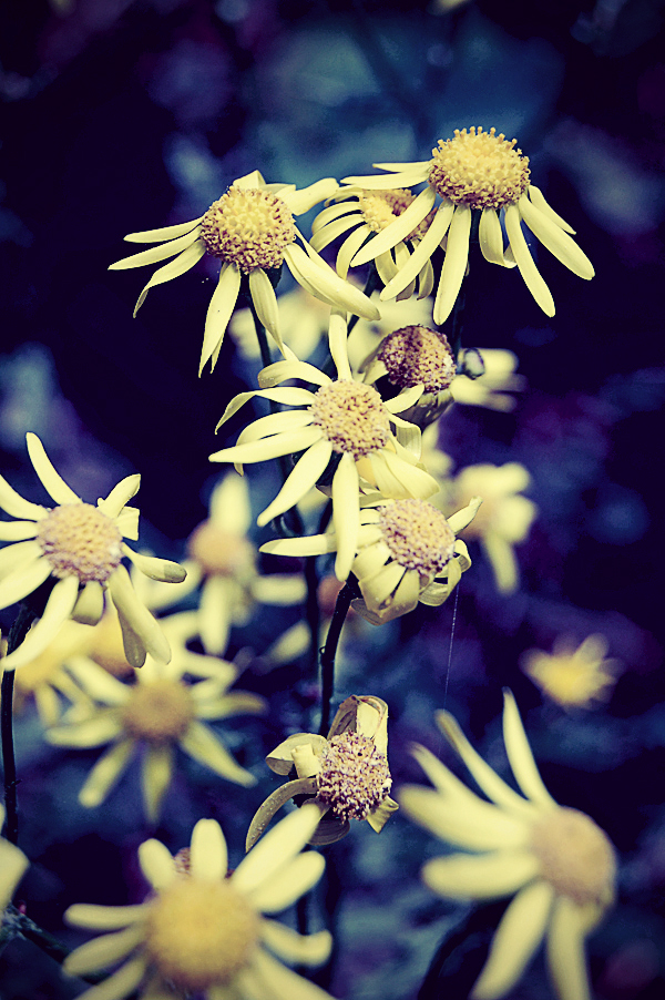 everybody loves yellow flowers