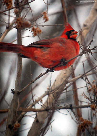 Cardinal Red