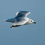 Seagull 4