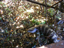 A Young Blue-tongue