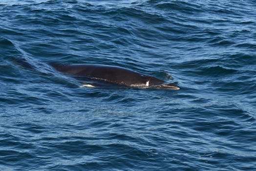 Minke Whale II