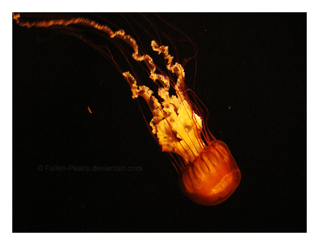 Sea nettle