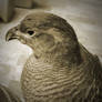 The Innocent Bird