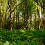 Whispers of the Green Canopy