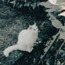 Silent Guardian