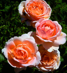 Roses- Botanic Garden