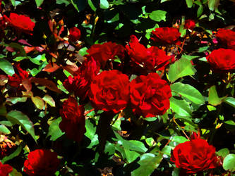 Roses 2 - Botanic Garden