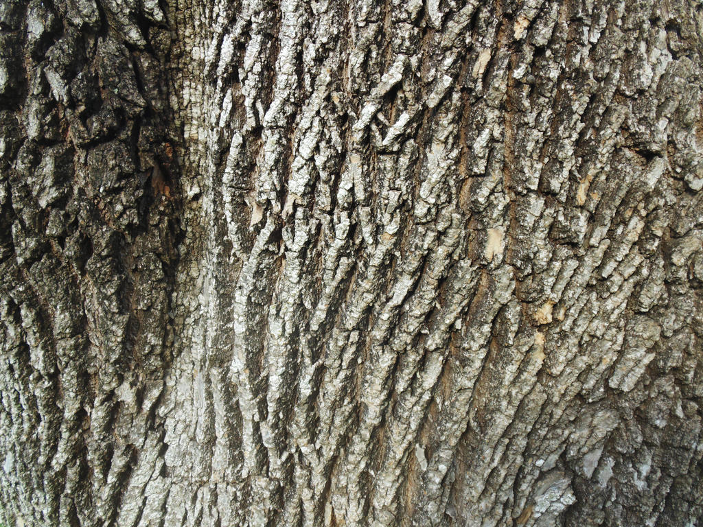 Tree Texture by BrocksGFX on DeviantArt