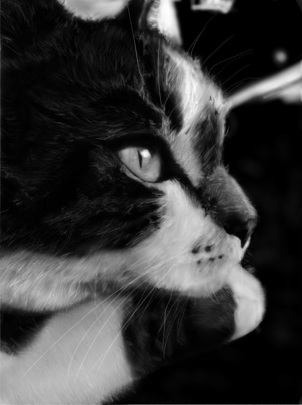 My Cat Ace Digital Drawing