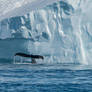 Greenland Diving Whale Tail Iceberg Black White