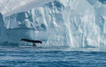 Greenland Diving Whale Tail Iceberg Black White by vgfisher