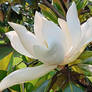 Magnolia Blossom