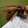 Yellow Jacket