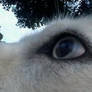 The Eye Of A Husky