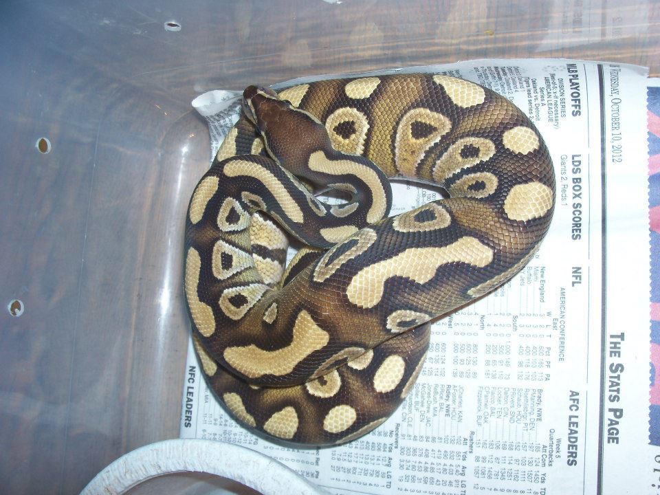 Ball Python 4 by d3adinthewater on DeviantArt